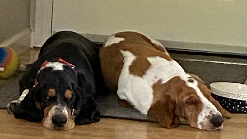 Basset Hounds